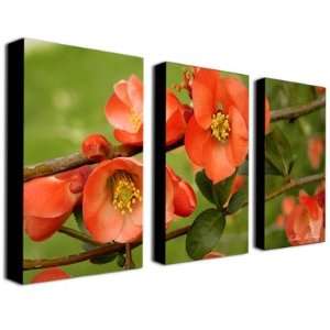  Quince by Kathie McCurdy Canvas Art (Set of 3)