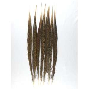  2 Amherst Pheasant Tail Feather 19 