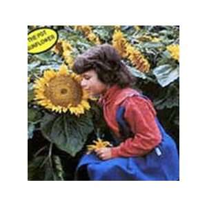  Sunspot Hybrid Sunflower 20 Seeds Patio, Lawn & Garden