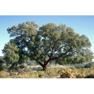  Quercus Suber CORK OAK TREE, 1 GALLON*  
