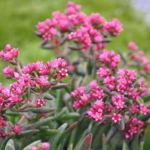  Sedum Fairy Pink   Stonecrop Patio, Lawn & Garden