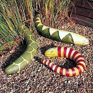  Snake Gourd 5 Seeds   Grow your own slippery snake Patio 