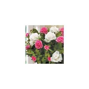    Pink and White Rose Duo in Wrap Plant Gift