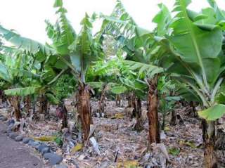 Musa acuminata   Wild Banana   10 Fresh Seeds  