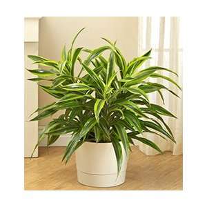 Flowers by 1800Flowers   Dracaena Gold Star Floor Plant for Sympathy 
