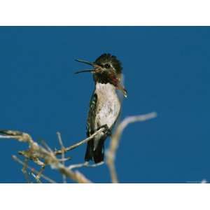 A Hummingbird with an Open Bill Perching on a Twig 
