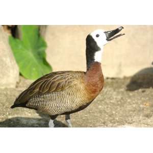 White Faced Whistling Duck Taxidermy Photo Reference CD 