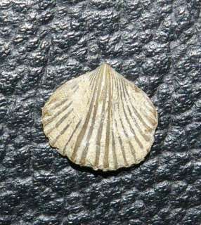 Zygospira modesta  Ordovician Brachiopods  