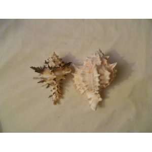  Pink Murex and Spiney Murex Sea Shell Decor Everything 