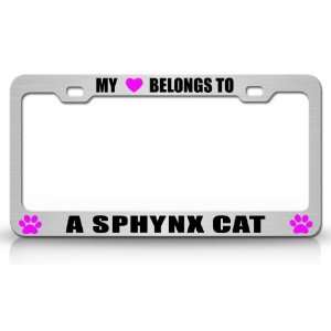  MY HEART BELONGS TO A SPHYNX Cat Pet Auto License Plate 