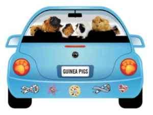 NEW car shape GUINEA PIG car magnet QUALIT  