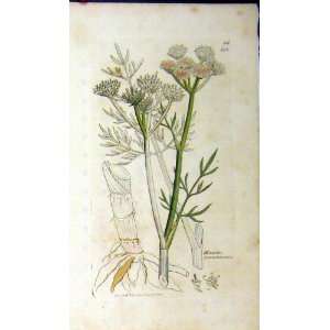  Sowerby Botanical Print 1796 Oeathe Peucedanifolia