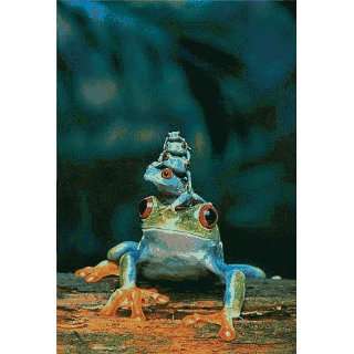  Safari 20123 Red Eye Tree Frogs Poster   Pack Of 3
