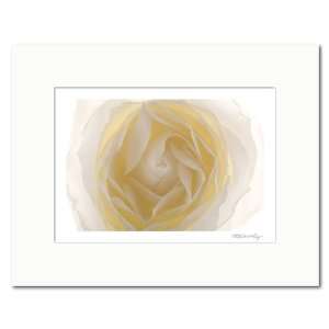  Matted photograph White Rose. Size 14 x 11 inches.