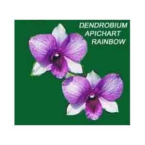 Dendrobium Aprichart Rainbow Grocery & Gourmet Food