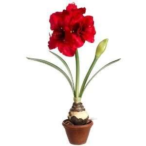  26 Amaryllis W/Bulb in Terra Cotta Pot Red (Pack of 2 