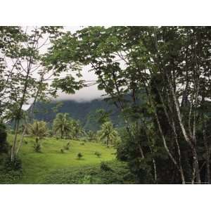 View of a Cloud Covered Mountain Through Foliage at the Edge of a Rain 