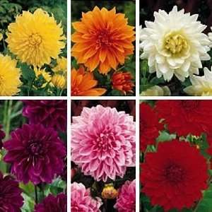   Dahlia Collection   6 Top Sized Root Clumps Patio, Lawn & Garden