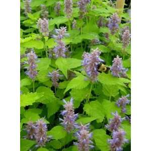  ANISE HYSSOP GOLDEN JUBILEE / 1 gallon Potted Patio 