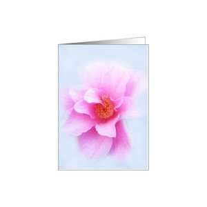  Pink wild rose on blue, blank card Card Health & Personal 