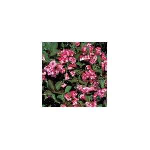    Weigela Wine and Roses® PP#10,772 Shrub Patio, Lawn & Garden