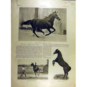  1905 Flying Fox Stallion Million Jardy Race Horse Ajax 