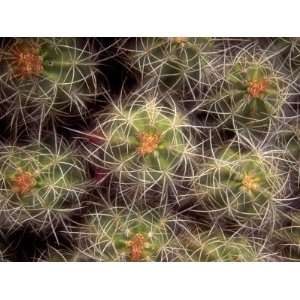  Close up Cactus, Joshua Tree National Park, California 