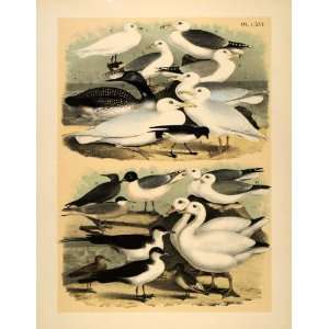   Arctic Tern Petrel   Original Chromolithograph