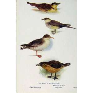  British Birds By W Foster Skua Shearwater Antique Print 