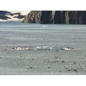  Flock of Sea Birds Congregate Along the Arctic Coast 
