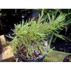  Blue Minute Giant Redwood (Sequoiadendron gig Blauer 