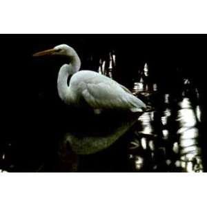   Bateman   Mangrove Shadow Common Egret Artists Proof