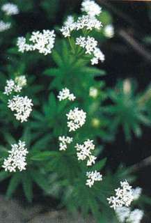 Galium (Sweet Woodruff) Odoratum Seeds