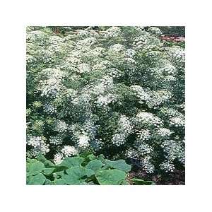  *RARE*Queen of Africa Lace*15 SEEDS*Hardy*E Z GROW FAST 