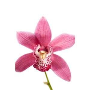 Cymbidium Orchids   Pink Mini Cymbidiums   5 Stems  