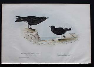 Click Here To View Audubon UK Current  Gallery Previews