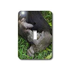 Kike Calvo Animals   Rescue Chimpancees   Light Switch Covers   single 
