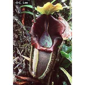  Nepenthes bongso