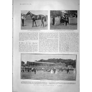  1903 HORSE RACING ECLIPSE STAKES SANDOWN DARLING SPORT 