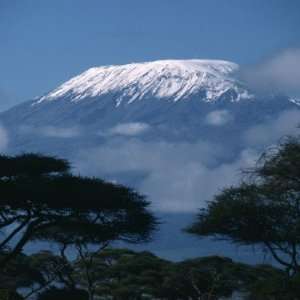  Kilimanjaro and Acacia Trees Fridge Magnets