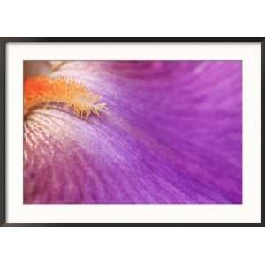  Iris Vague LAime, Close up of Purple Flower Framed 