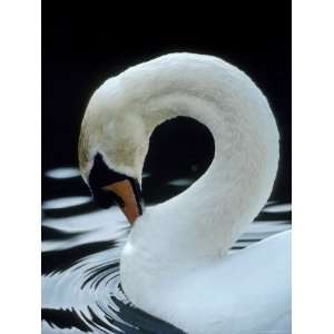  Mute Swan Male Preening, UK Premium Poster Print by Simon King 