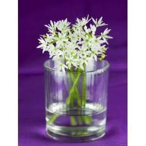  Ramsons (Wild Garlic) Flowers in a Glass Premium 
