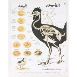  Egg and Chicken Teaching Chart by DEYROLLE, 20x25