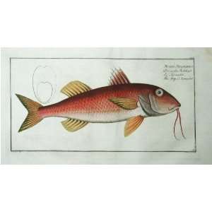  Marcus E Bloch Fish Print   Striped Surmullet Fine Art 
