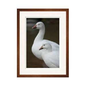  Snow Geese Denver Colorado Framed Giclee Print