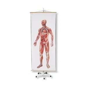  Special Mobile Wall Chart Stand 