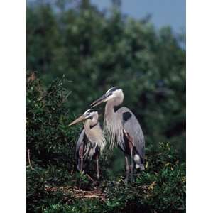  Great Blue Herons in Breeding Plumage at Their Nest 