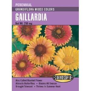  Gaillardia Grandiflora (Blanket Flower) Mixed Colors Seeds 