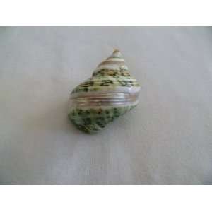    Pearl Banded Green Turbo Seashell Hermit Crab Shell
